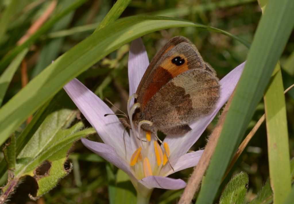 Erebia neoridas?, S, femmina